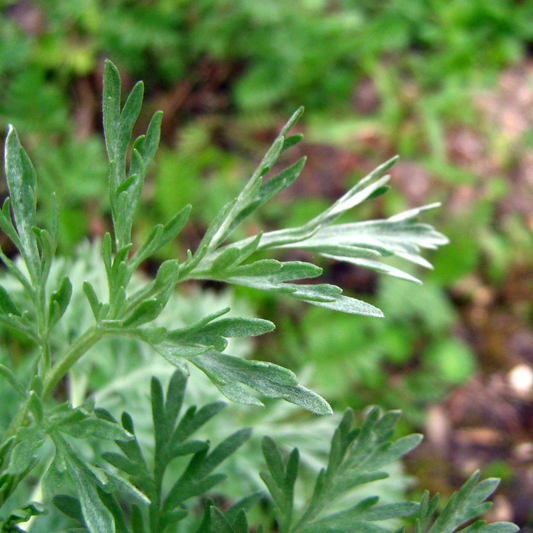 Artemesia absinthium - Wormwood