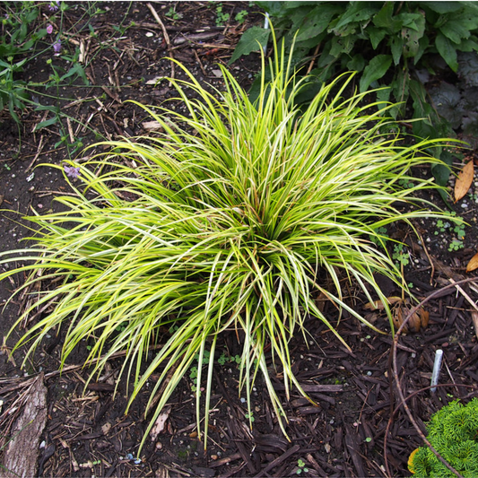 Acorus calamus - Calamus Root / Sweet Flag