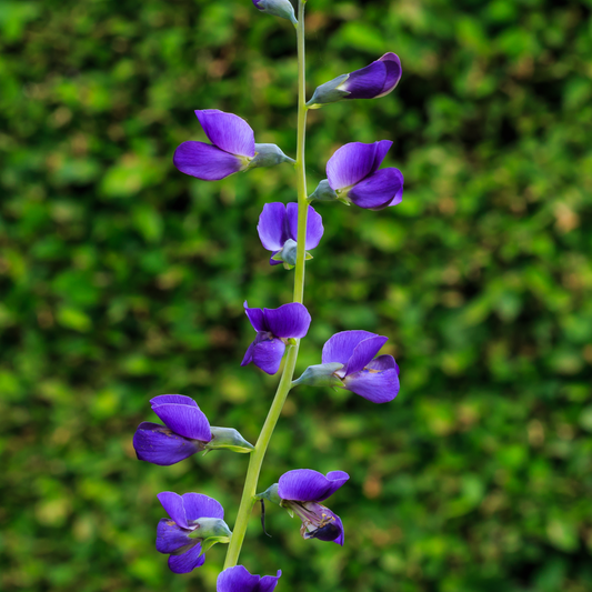 Baptisia tinctoria - Wild Indigo