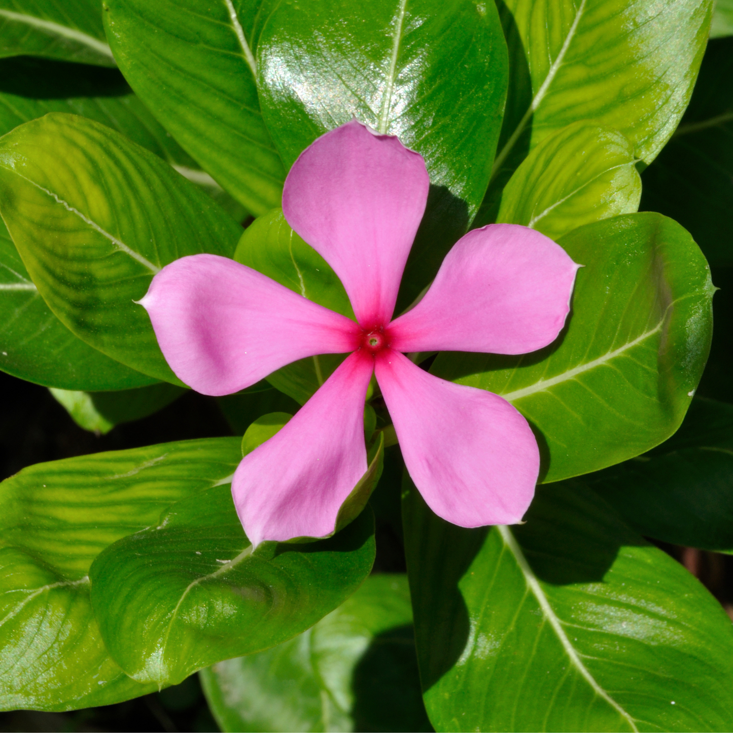 Catharanthus roseus - Madagascar Periwinkle