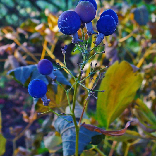 Caulophyllum thalictroides - Blue Cohosh