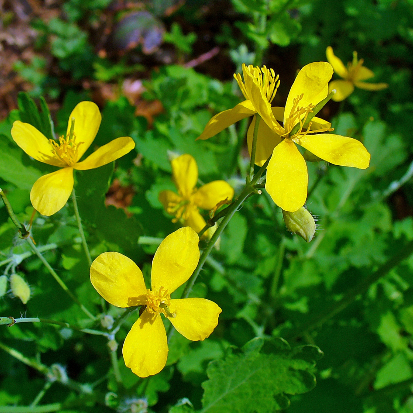 Chelidonium majus - Celandine
