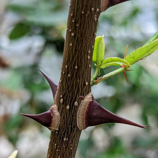 Zan / Xanthoxylum spp. - Prickly Ash Bark