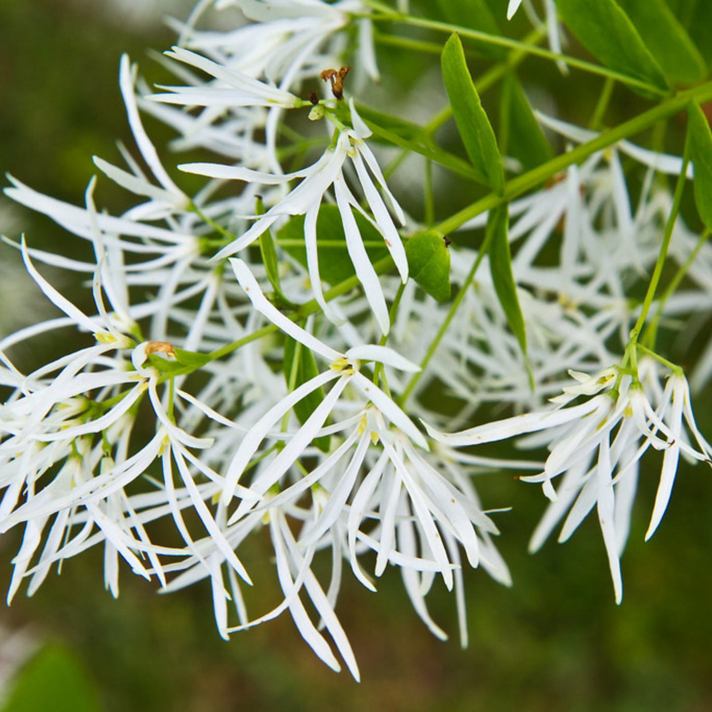 Chionanthus virginicus - Fringe Tree Bark