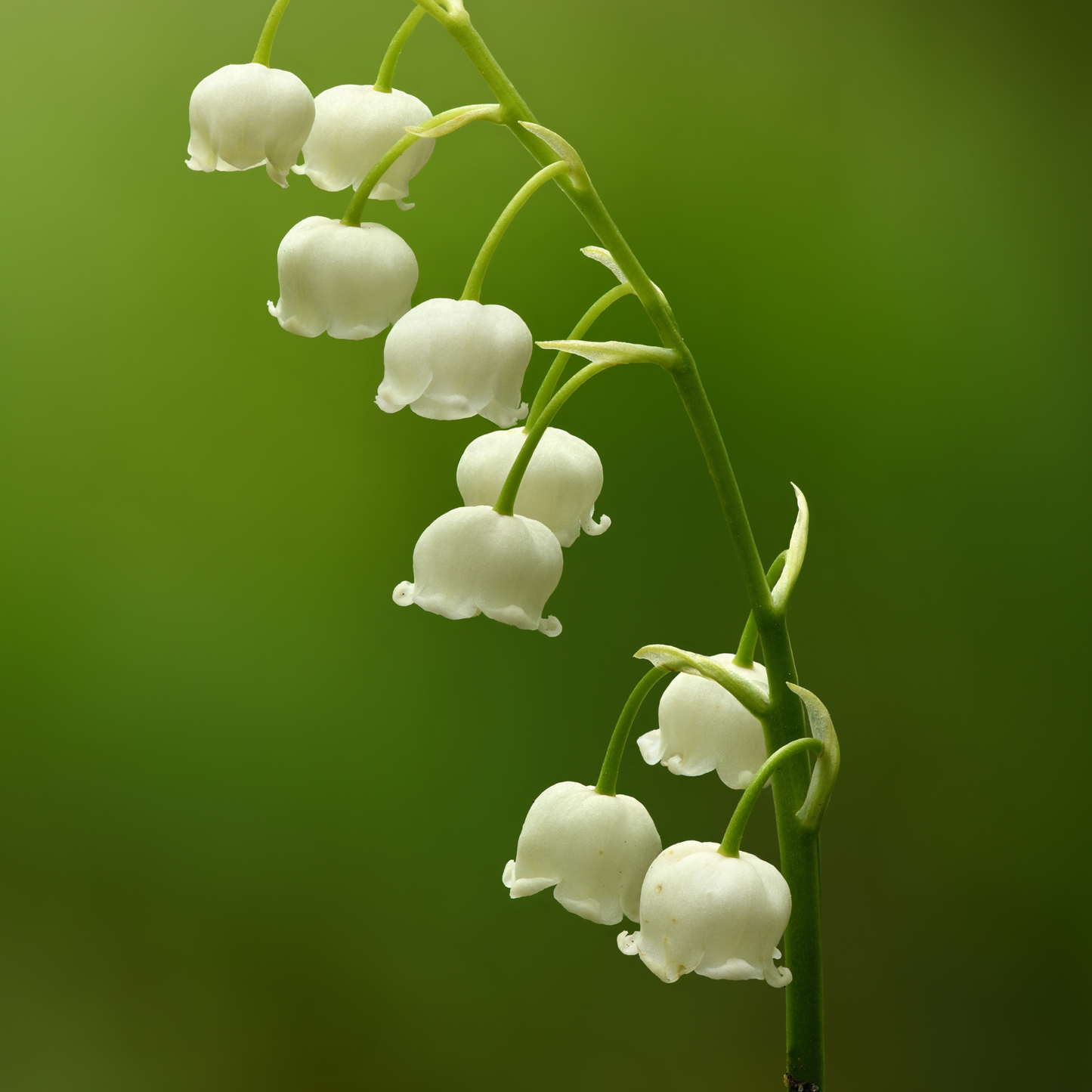 Convallaria majalis - Lily of the Valley