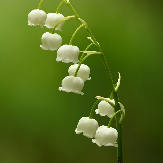 Convallaria majalis - Lily of the Valley