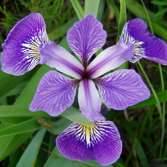Iris versicolor - Blue Flag
