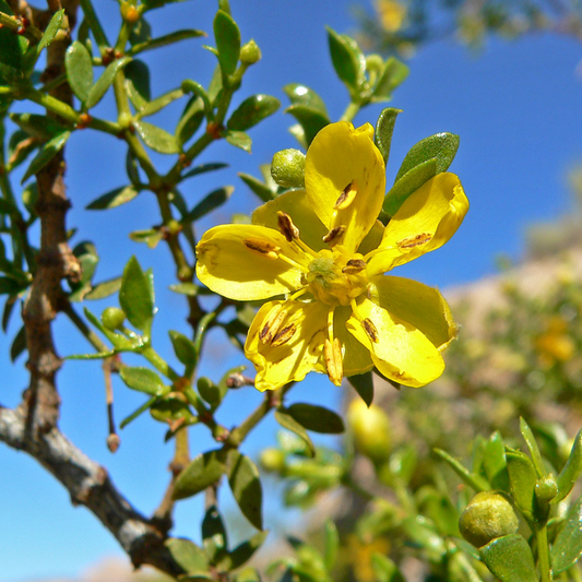 Larrea tridentata - Chaparral / Creosote Bush