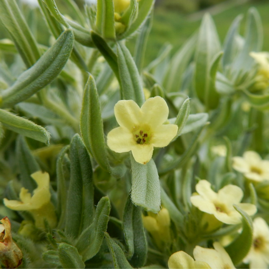 Lithospermum ruderale - Stoneseed