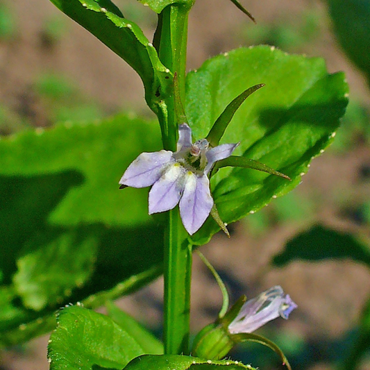 Lobelia inflata - Lobelia