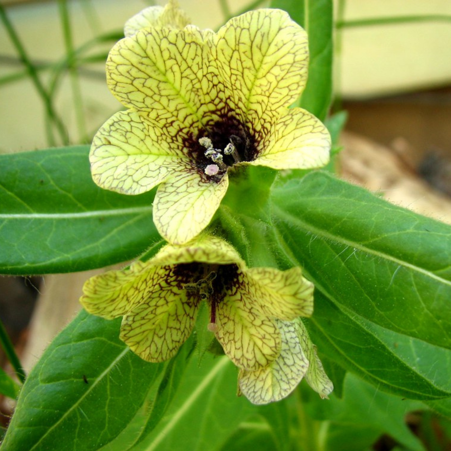 Hyocyamus niger - Henbane