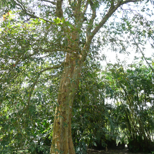 Terminalia arjuna - Arjun Tree