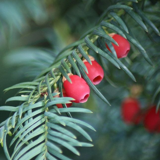 Taxus brevifolia - Pacific Yew