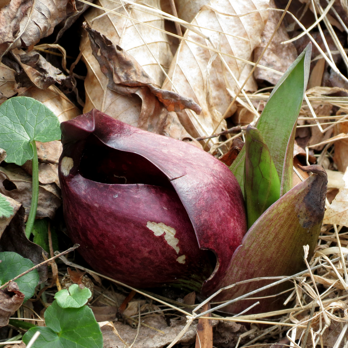 Symplocarpus foetidus - Skunk Cabbage