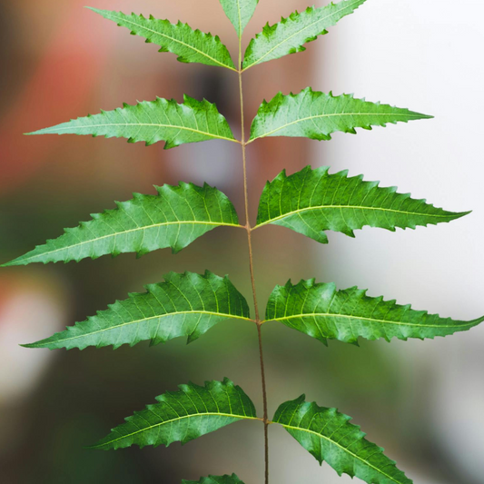 Azadirachta indica - Neem Leaf