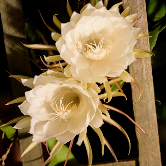 Selenicereus grandifolia (Cactus grand) - Night Blooming Cereus/Cactus
