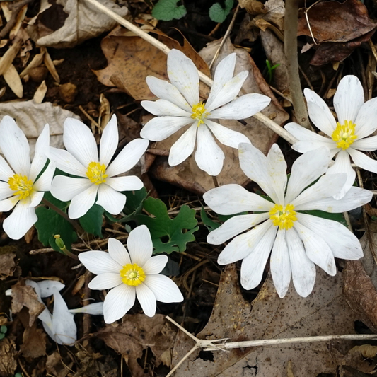Sanguinaria canadensis - Bloodroot