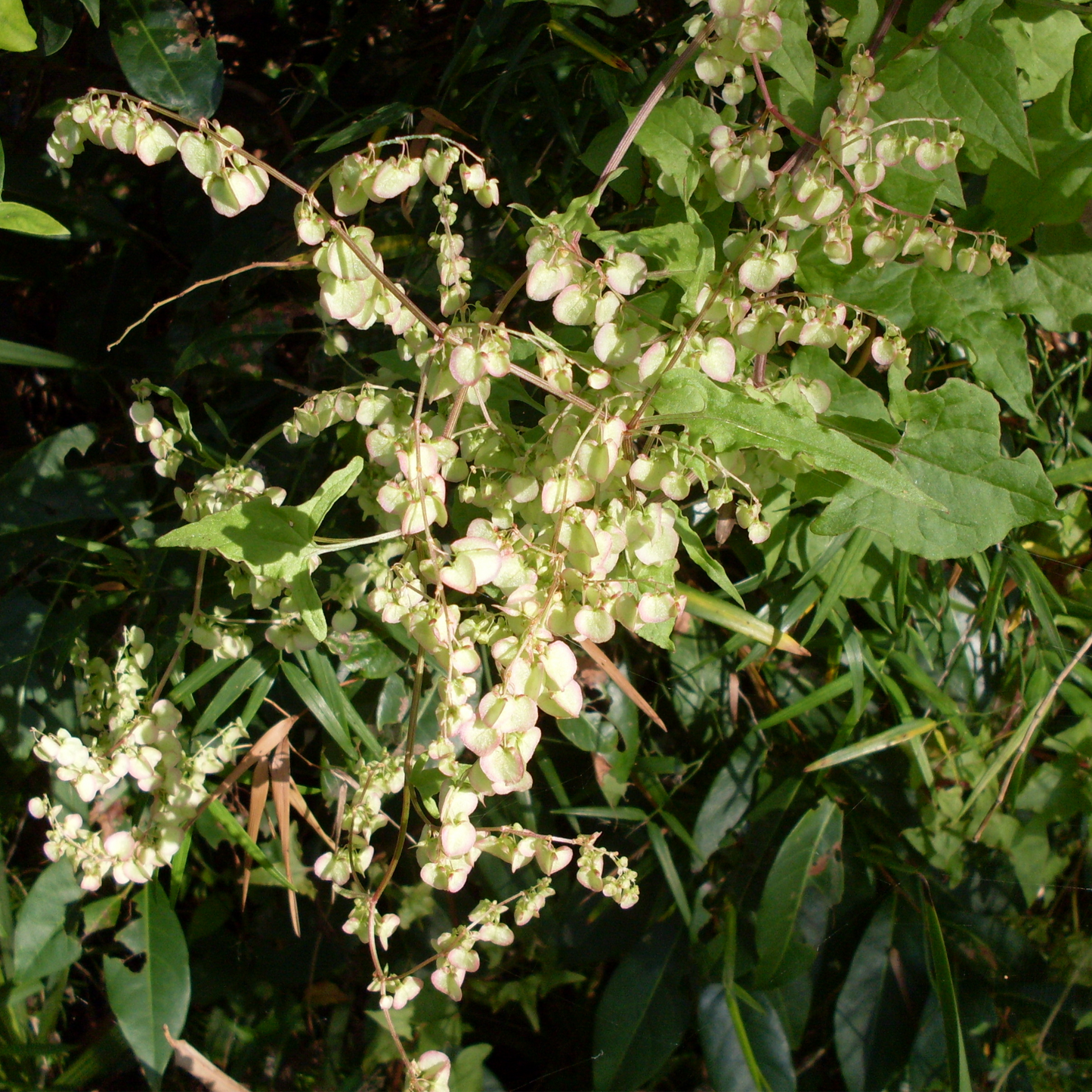 Rheum palmatum - Turkey Rhubarb