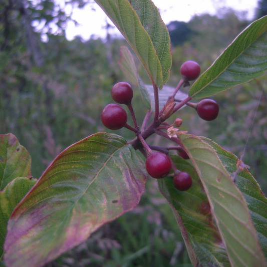 Rhamnus purshiana - Cascara Sagrada