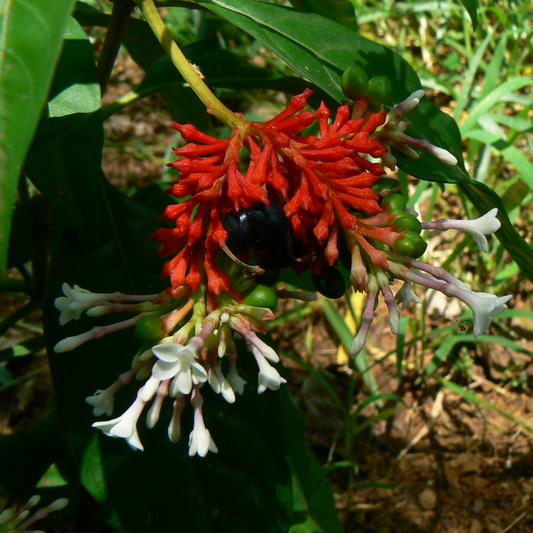 Rauwolfia serpentina - Rauwolfia