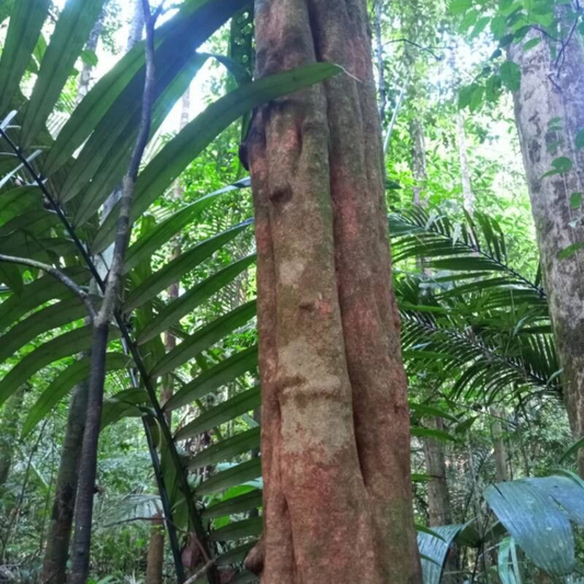 Ptychopetalum olacoides - Muira puama