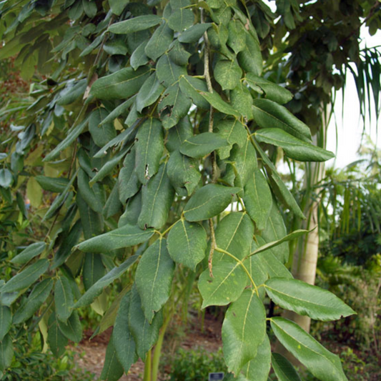 Piscidia piscipula - Jamaican Dogwood