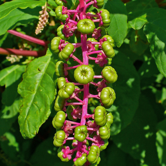 Phytolacca americana - Poke Root