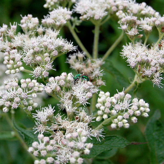 Eupatorium perfoliatum - Boneset