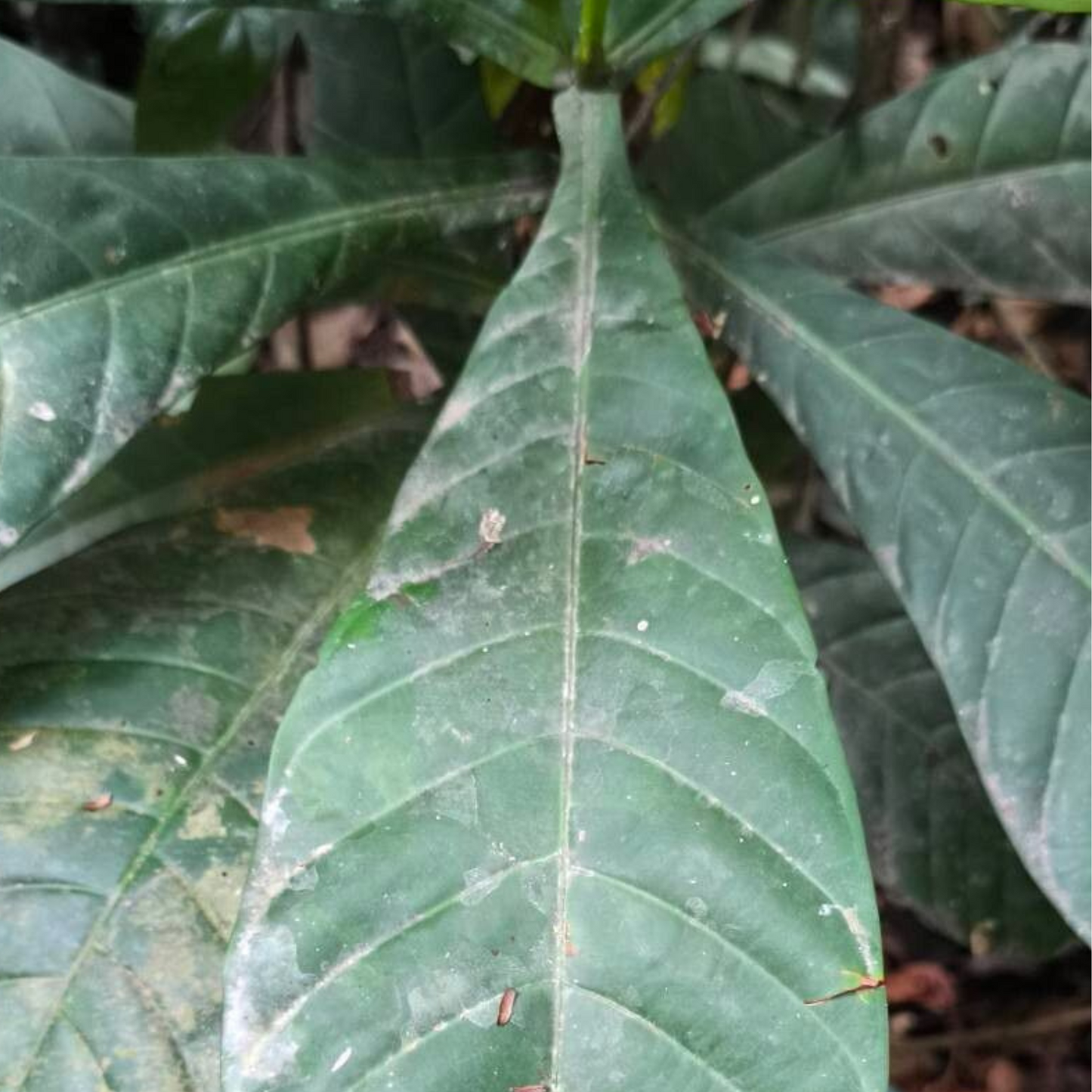 Corynanthe yohimbe (Pausinystalia johimbe) - Yohimbe