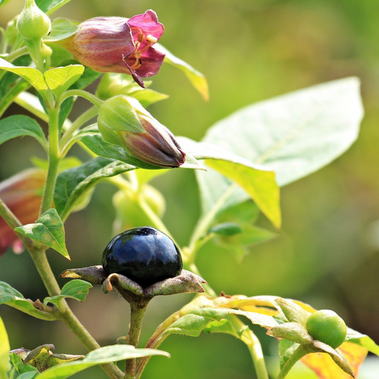 Atropa belladonna - Belladonna