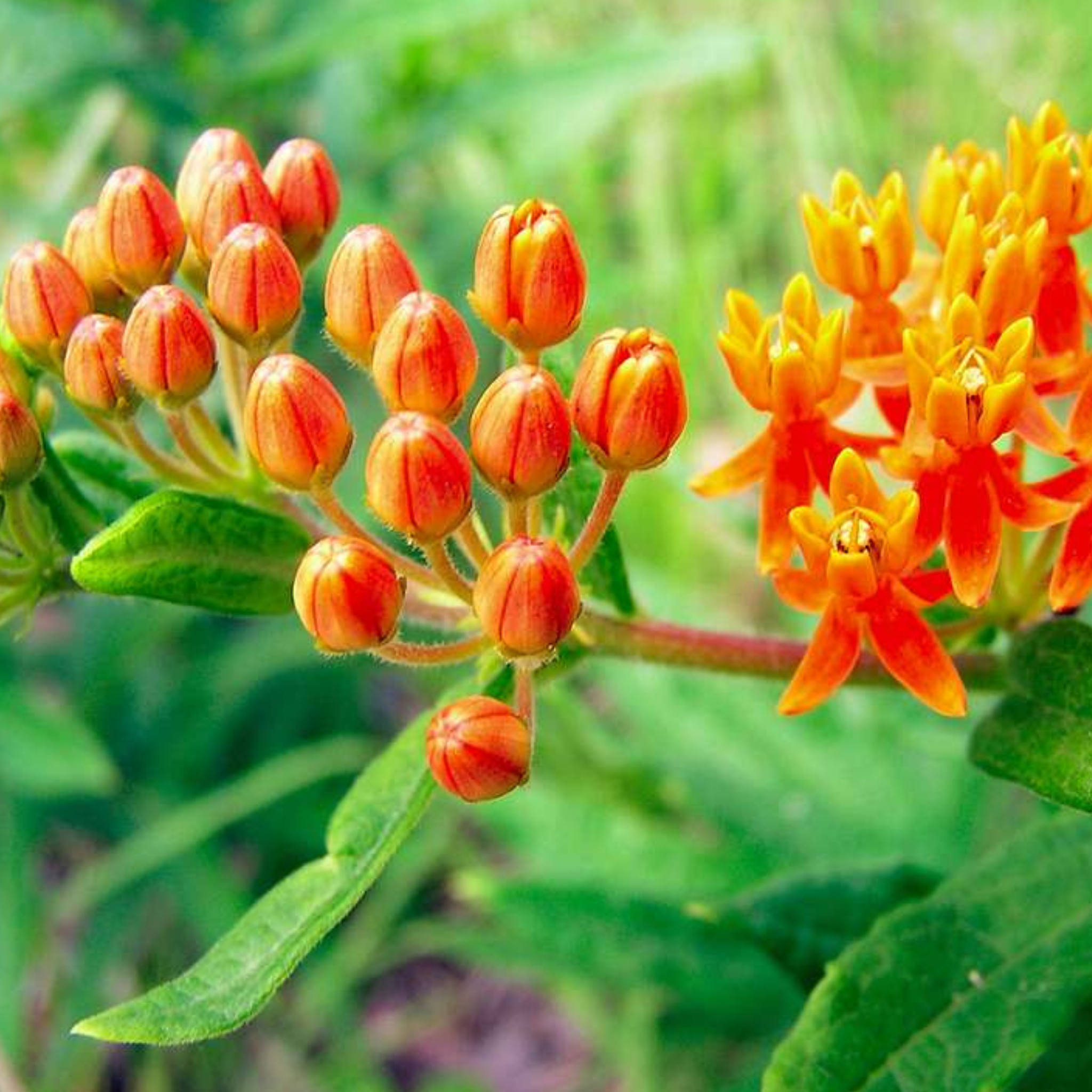 Asclepias tuberosa - Pleurisy Root – Sonoran University of Health ...
