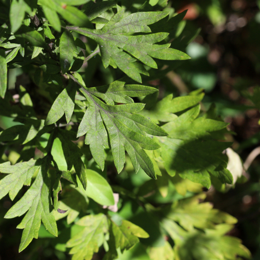Artemisia vulgaris - Mugwort