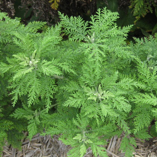 Artemesia annua - Sweet Annie Wormwood
