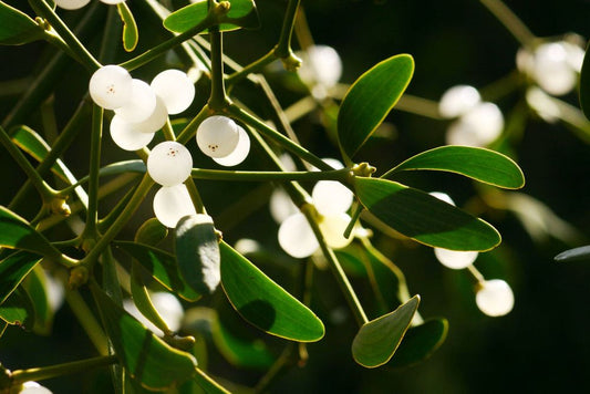 Viscum album - Mistletoe