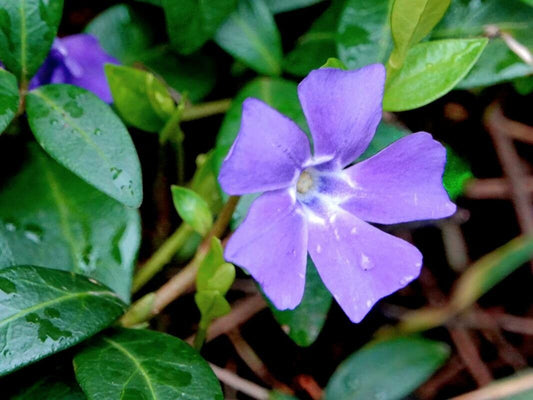 Vinca minor - Lesser Periwinkle