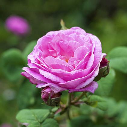 Rosa centifolia - Rose Glycerite